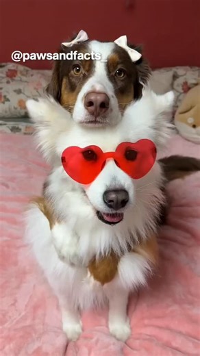 Dogs and Cats | Breeds • Facts • News on Instagram: "Pet insurance is becoming a real thing in 2026 🐶💸 From accidents to surgeries, pet parents are now protecting their dogs just like family. Would you insure your pet? Tell me in the comments 👇 #PetInsurance #DogCare #PetParents #DogHealth #PetFacts PetNews DogLife PetIndustry DogsOfInstagram IndianPets Pet insurance for dogs in 2026, how pet insurance works, dog health expenses, rising vet bills, pet care trends, pet industry news, dog medic