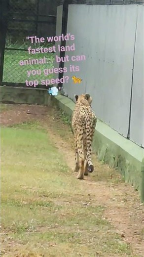 ✅Cheetah on the Move | The Fastest Animal on Land#shorts