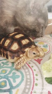 18K views · 965 reactions | My “space invaders”…. #tortoise #turtle #reptile #sulcata #sulcatatortoise #reptiles #tortoises #funnyanimals #kurakura #tortoiselife #funnypets #funnyanimals #turtles #tortoiselove #pet #tortoiselover #pardalis #bestfriends #aldabra #kittens #cats #love #pets #animals #torto #funnyvideos #bff #sulcatalover | Tucker The Tiny Tortoise | Facebook