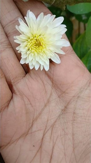 flower budding stages 🌻 #viral #trending