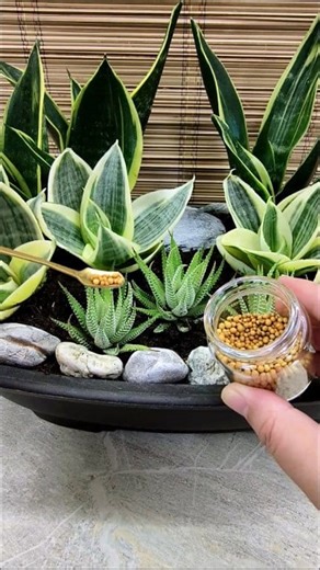 Sansevieria Golden Flame, Golden Hahnii, & White Zebra🪴 #OutdoorDecor #outdoortable #homedecor #sansevierialovers #arrangement | Adela E