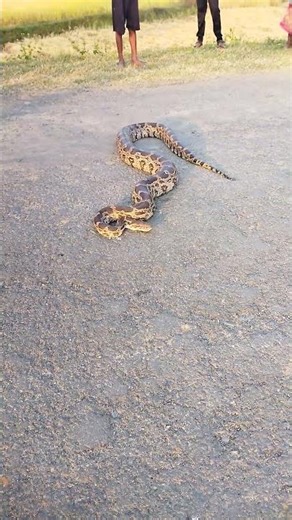 Indian Rock Python #big snake #animal #short #viral #video #shortviralvideo