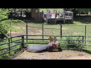 Henry the Hippo Eating - Dickerson Park Zoo - May 21, 2016