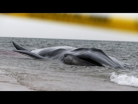 Why do whales beach themselves?