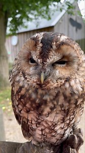 Blessing your feed with some sleepy twit-twoos from Roe 🥰 Tawny owls are the only species in the world that have the iconic "twit-twoo" call most people associate with owls, and it's actually two tawny owls talking to each other (one saying "twit" like Roe here and another replying with a hoot.) Owls make all sorts of amazing sounds from hisses and barks to hoots and screeches - some species can even imitate other animals! However if you're ever hearing that lovely twit-twoo ringing out in the 