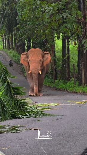 ആദ്യം റോഡിൽ വന്നു നിന്ന് നേരെ നടന്നു വന്നു. വേറൊന്നും അല്ല റോഡിൽ മറിച്ചിട്ടേക്കുന്ന പന തിന്നാൻ ആണ് 😄🐘 #wildelephant #WildlifePhotography #wildanimals #elephantlove #wildlife #wildelephants #elephant | Travel With Neermathalam