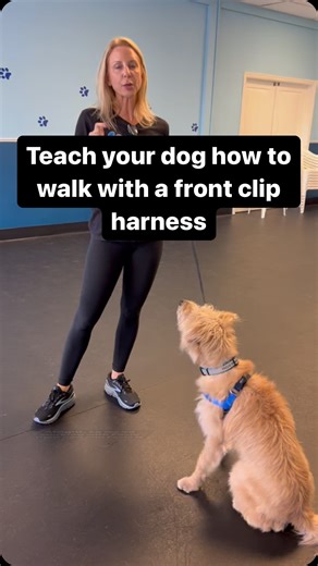15K views · 3 comments | Teach your dog how to walk with a front clip harness#dogtrainingismypassion #dogsofinstagram #dog #puppiesofinstagram y | Dynamite Dog Training | Facebook