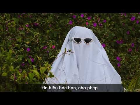 The Hidden Language of Plants