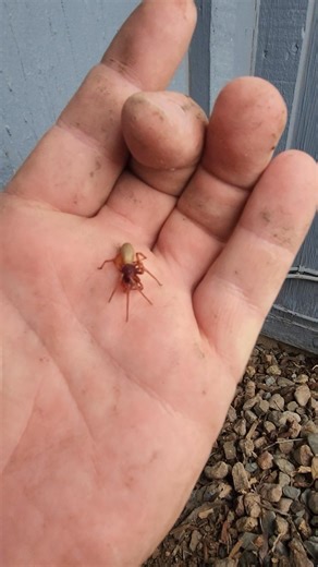 Spiders! 🕷️ I’ve been running into a lot of them lately while out doing snake and rodent services they’re everywhere this time of year! Just like snakes, spiders are highly misunderstood but incredibly beneficial. I recently saw a Facebook post claiming this spider was “super venomous and deadly.” ❌ FALSE! This species is very common here in Colorado and is actually great for the garden they help control pest insects naturally. No need to fear them, and definitely don’t believe everything you s