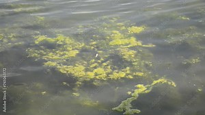 blooming green algae in dirty water, world environmental problems. combating water and air pollution. discharge of toxic waste into water bodies. critical damage to the ecosystem