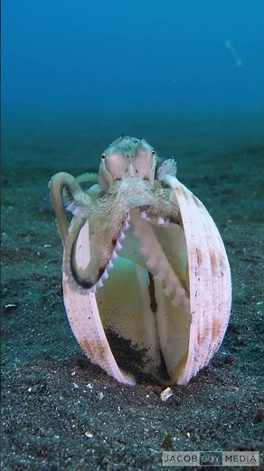 OCTOPUS USING SHELL AS DEFENCE