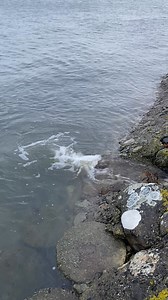 5.2K views · 13 reactions | Draeniad or cwrs ir Fenai yn glir. The drainage from the Course out to the straits us clear | Caernarfon Golf Club | Facebook