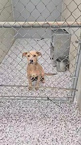 4K views · 184 reactions | UPDATE: ALL 5 PUPPIES NOW SAFE THANKS TO...