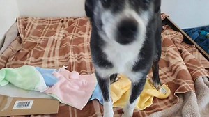 150K views · 10K reactions | Kobold hat ein Päckchen gekriegt ..... | Tierheim Koblenz | Facebook