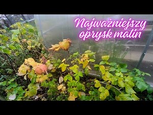 What should you spray raspberries with in the fall? Spray and forget about disease!