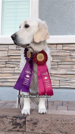 I just earned 2 new AKC titles, CGCA and CGCU. These 2 are much harder than CGC due to all kinds of distractions at public places while CGC is all indoor. Mom and I are very thrilled that I have all the 3 Canine Good Citizen titles. After the holidays, we will start working on something else. ❤️Porsche❤️ | Carefree Goldens