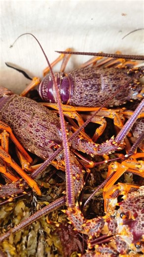 The final pre-order window for live crayfish & pāua closes tomorrow. Caught 29/12. Delivered 30/12 | FIN Fish Butchery & Seafood