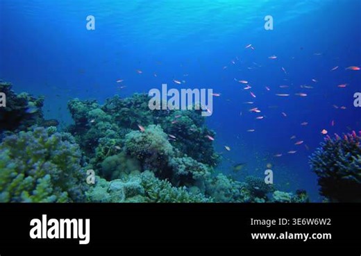 Tropical Blue Water Colourful Fishes. Tropical underwater seascape. Blue turquoise sea water waves. Underwater fish reef marine. Vibrant coral garden Stock Video Footage - Alamy