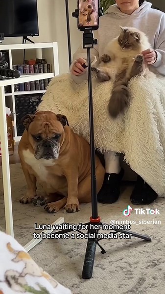 Luna the English Bulldog: Social Media Star in the Making