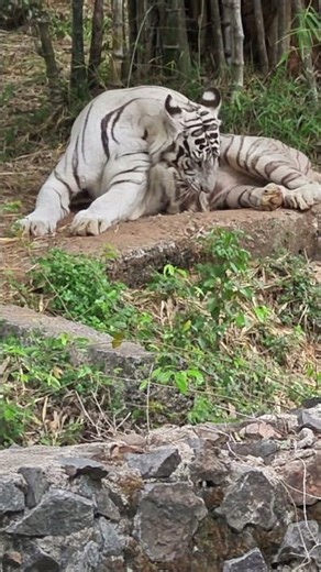 White tiger walking and sitting #shorts #animal