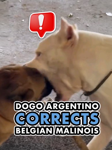 Understanding Dog Behavior: Dogo Argentino vs Belgian Malinois