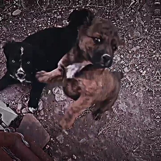 almost forgot to post this #viral #puppy #animals #shorts #cute #fyp #capcut #edit #dog #pets