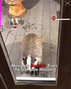 Badger Tries To Come In Through Dog Door | Charlie Sheen