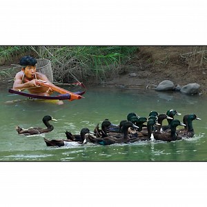 11K views · 334 reactions | Survival In The Rainforest - DUCH | Quant-Amber TH | Facebook