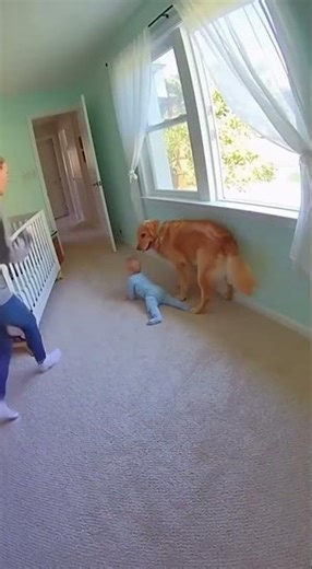 Dog Saves Baby From Open Window!