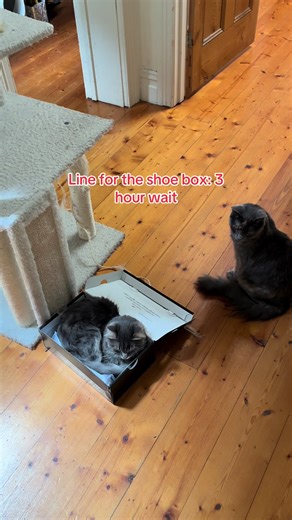 Cat Adventures: The Long Wait at the Shoe Box