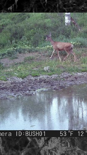 Deer! | Backyard Trail Camera