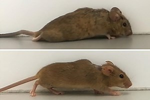 Spinal cord injury breakthrough makes paralyzed mice walk again