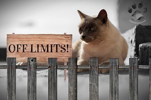 Territorial Behavior in Siamese Cats: A Deep Dive