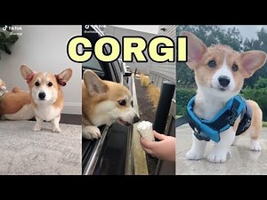 Tổng hợp clip Tiktok chó CORGI dễ thương | Corgi compilation