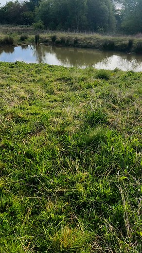 Early dip .. #labradorretriever #chocolatelab #foxredlab #yellowlab #blacklabsquad #training #teampureflax #gundogtrainer #slingleygundogs #pickingupteam #instavideo | Slingley Gundogs