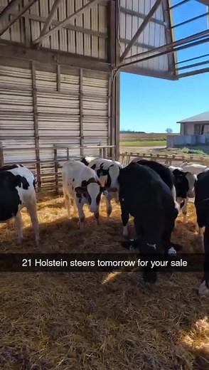21 of these fancy Holstein steers sell today, Tuesday at 10:00am expecting 1000 Feeder Cattle and Bred Beef Cows !! | Premier Livestock & Auctions LLC