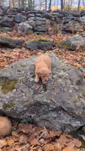 …. If you want to add joy and richness to your life an Australian Labradoodle puppy is for you! Things we love about them…. 💛 A great medium sized dog! Not too big so easier to care for and maintain than a large breed dog. Not so small that they can't enjoy the outdoors with you! 💛Easy to train. Aka these are intelligent pups who will respond to you as their leader. They don’t train themselves (no dogs do!) but with intentionality they will be awesome, well-mannered dogs. 💛 Non-shedding dogs!