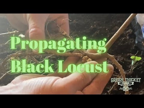 Black locust trees from root cuttings, a quintessential temperate permaculture species