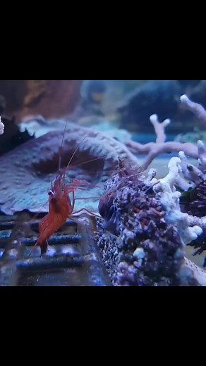 Peppermint shrimp is angry or hungry 😁🔥👌 📸@universalaquarist #reef #fyp #Trending #Viral #Reels | avea_reef
