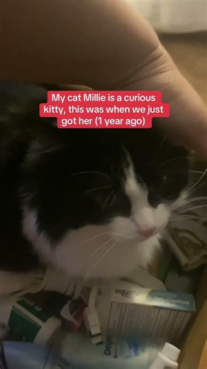 This was 1 year ago when we got Millie from the shelter, she is a curious kitty #curiouscats