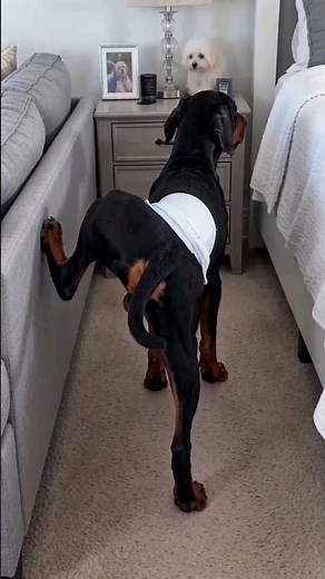 How to Stop Male Dog Marking & Leaks (New Home, Guests & Aging)