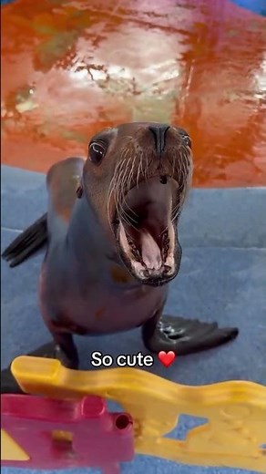 The Seal Is Playing 🦭 — Adorable Ocean Fun!