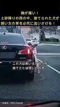 胸が痛い！土砂降りの中を捨てられた犬が飼い主の車を必死で追いかける！