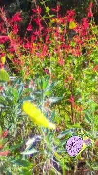 Cold Shot (Stevie Ray Vaughan) Yeah Cult Messing Around