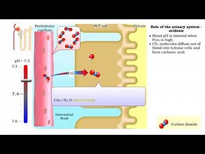 Role of the urinary system - acidosis and alkalosis