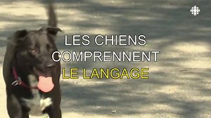 574K views · 3.2K reactions | Le compagnon millénaire de l'homme présente des capacités neuronales étonnantes, révèle une étude de l'Université Université Loránd Eötvös, à Budapest. bit.ly/2bPPLgP | Radio-Canada Information | Facebook