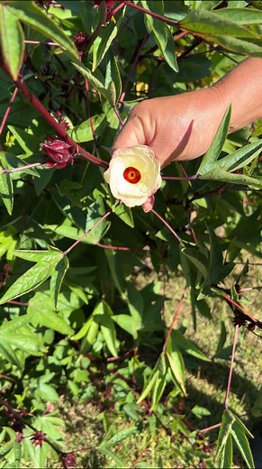 2.3K views · 28 reactions | ✨Garden Tip of the Week✨: Do you know...