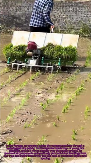 How to Use a Lightweight Rice Transplanter (20 Acres/Day) #Shorts #RiceFarming