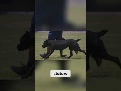 Cane Corso vs Dogo Argentino Breed Differences Explained!
