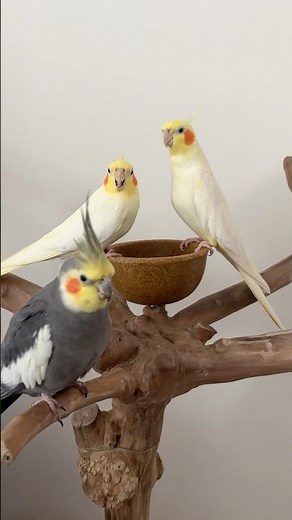 Cockatiel Parrots Singing and Whistling #parrots #cockatiel #calopsita #parakeet